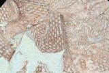 Ordovician Graptolite (Araneograptus) Plate - Morocco #126422-1